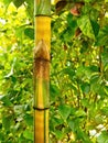 Decorative bamboo stalk