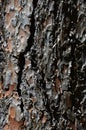 Decorative bark wood texture of ponderosa pine Pinus Ponderosa Royalty Free Stock Photo