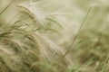 Decorative barley spikes Royalty Free Stock Photo