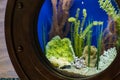 Decorative beautiful aquarium of a round shape close-up