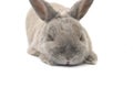 Decorative beautiful rabbit gray sleeping isolated on white background