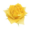 Decorative beautiful yellow rose flower isolated Royalty Free Stock Photo