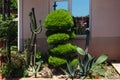 decorative bed of agave and cactus and bonsai tree