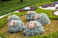 Decorative beds of colors for design of a landscape in the form of sheeps. Summertime of year, Ukraine. Lovely animals.