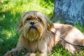 The decorative Belgian dog Griffon lies on a bright green lawn and looks closely at the photographer. Royalty Free Stock Photo