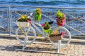 Decorative bicycle shape stand for plants and flowers on embankment by a sea