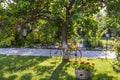 Decorative bike under a tree with flower pot .