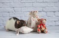 A decorative black and white cute rat sniffs a cloth bag containing goodies. Valentine`s Day gift. A rag red teddy bear toy sits