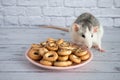 Decorative black and white cute rat sniffs and eats round bagels from a pink ceramic plate. Rodent close-up on a background of