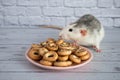 Decorative black and white cute rat sniffs and eats round bagels from a pink ceramic plate. Rodent close-up on a background of