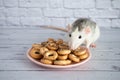 Decorative black and white cute rat sniffs and eats round bagels from a pink ceramic plate. Rodent close-up on a background of