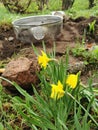 Flower garden with fresh plants and stones. Summer blooming flowerbed. Royalty Free Stock Photo