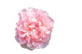 Decorative blooming rose bud with pink petals isolated on white background Royalty Free Stock Photo