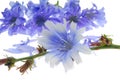 Decorative blue flowers