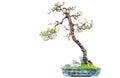 Miniature bonsai plant pinus massoniana or masson`s pine