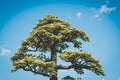 Decorative bonsai tree against blue sky.