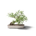 Decorative bonsai tree plant concrete pot isolated on white Royalty Free Stock Photo