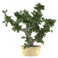 Decorative Bonsai tree plant in the pot Royalty Free Stock Photo