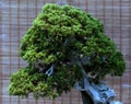 Decorative bonsai tree