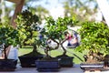 Decorative bonsai trees in a showcase on the flower market.