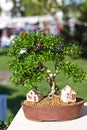 Decorative bonsai trees in a showcase on the flower market.