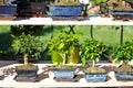 Decorative bonsai trees in a showcase on the flower market.