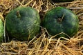 Decorative bottle gourd, also called Calabash, latin name Lagenaria Siceraria varieta Speckled apple