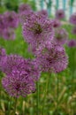 Decorative bow bloomed in a meadow