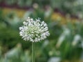 Decorative bow with large white flowers and long arrows Royalty Free Stock Photo