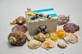 Decorative box with shells