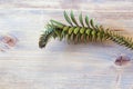 Decorative branch of evergreen araucaria tree on rustic background Royalty Free Stock Photo