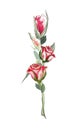 Isolate on a white background. Decorative branch with red roses. Royalty Free Stock Photo