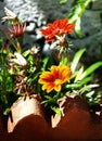 Decorative brick of garden and gazanias Royalty Free Stock Photo