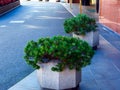 Decorative bright evergreen bush at hotel entrance drop off and taxi pick up bay