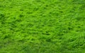 Bright green texture background from green lawn grass on a sunny day Royalty Free Stock Photo