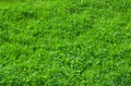 Bright green texture background from green lawn grass on a sunny day Royalty Free Stock Photo