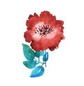 Decorative bright red floral watercolor illustration.