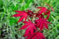 Decorative bright red maple leaf type foliage with blurred green background. Macro view.