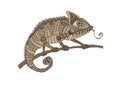Decorative brown chameleon on the branch, flat design. Vector illustration, isolated