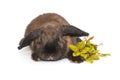 Decorative, brown-colored fold-eared rabbit Royalty Free Stock Photo