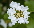 Decorative bush blooming beautiful white flowers with five petal Royalty Free Stock Photo