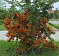 Decorative bush full with orange berries at autumn