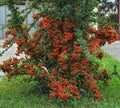 Decorative bush full with orange berries at autumn