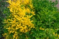 Decorative bush for home yard landscaping