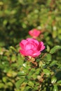 Decorative bush rose in a flower bed