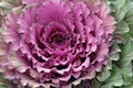 Decorative cabbage