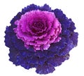 Decorative Cabbage