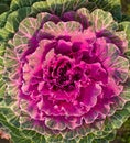 Decorative cabbage