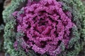 Decorative cabbage Brassica oleracea var. acephala as texture or background. Royalty Free Stock Photo