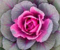 Decorative cabbage background